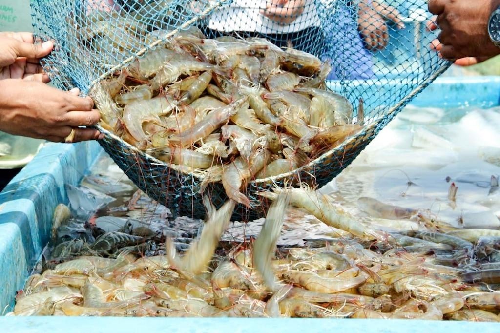 20240513082754978gia trung binh nhap khau tom cua my chua tang sau 1601 1