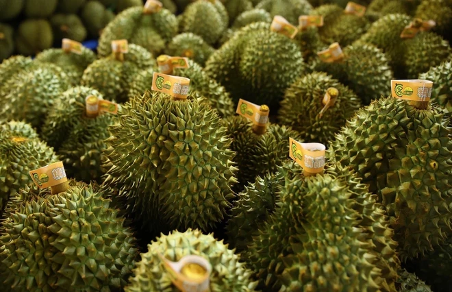 XUẤT KHẨU RAU QUẢ TĂNG MẠNH, SẦU RIÊNG ĐÓNG VAI TRÒ CHỦ LỰC CỦA TOÀN NGÀNH 6 sauieng.jpg