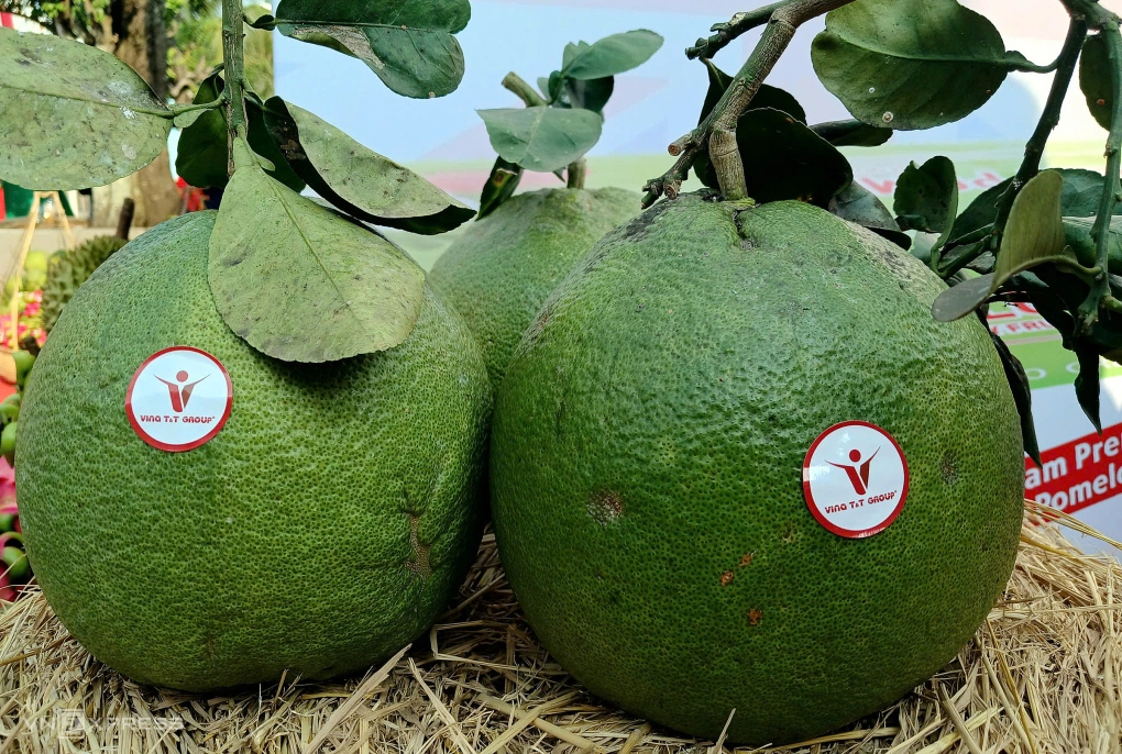 Bưởi da xanh tại nhà xưởng của Vina T&T tại Vĩnh Long